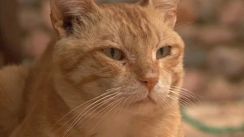 Cat  dirty ginger  Egypt Dahab Stock-Footage 106502208