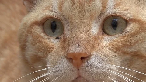 Cat  dirty ginger  Egypt Dahab Stock-Footage 106606017