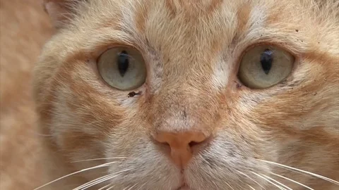 Cat dirty ginger Egypt Dahab Stock-Footage 106606342