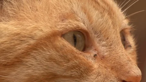 Cat  dirty ginger  Egypt Dahab Stock-Footage 106607632
