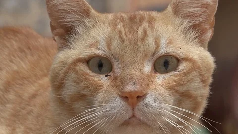 Cat  dirty ginger  Egypt Dahab Stock-Footage 106607831