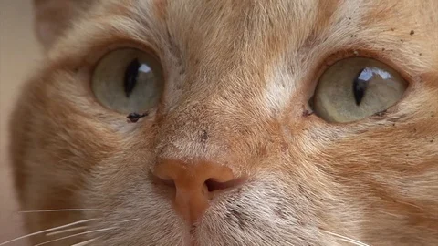 Cat  dirty ginger  Egypt Dahab Stock-Footage 106649607