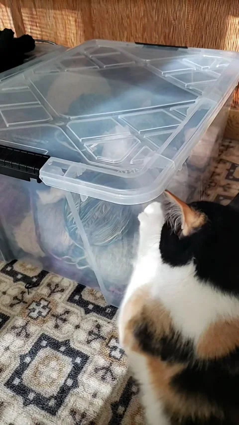 Cat Discovered My Yarn Stash, Rosetown, Saskatchewan, Canada - 07 Oct 2024 Stock Footage 318974512