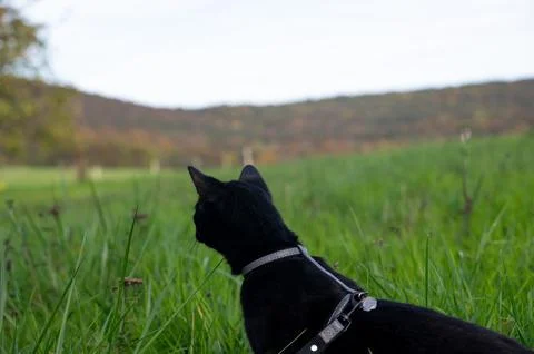 A cat discovers the world Photos