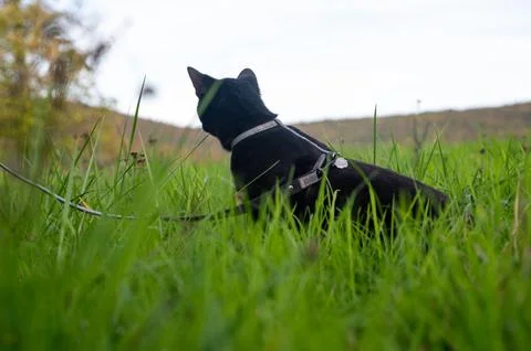 A cat discovers the world Stock Photos