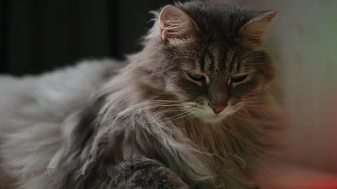 A cat displays different poses and expressions indoors under soft, colorful Stockbeeldmateriaal 337101089