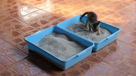 Cat dispose in litter box Stock Footage 128106956