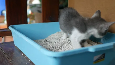 Cat dispose in litter box Stock Footage 156968359