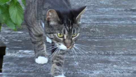 Cat on a Dock Stock Footage 128715584