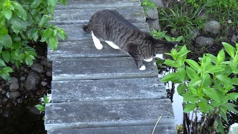 Cat on a Dock Sunny Afternoon Stock Footage 128715448
