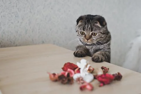 A cat with a docked ears plays on the table 6216. Stock Photos