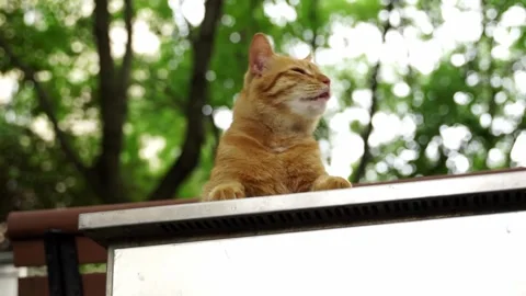 Cat Documentary Part 2 - Stray Orange Tabby yawns and licks itself Vidéo 337991672