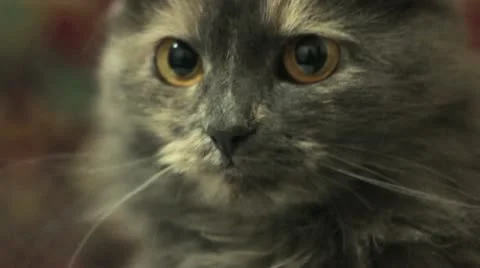 Cat on the documents Stock Footage 10952034