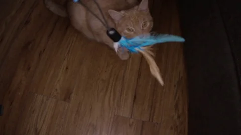 Cat does not want to play with feather toy Stock Footage 75251924