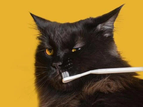 Cat doesn't like brushing teeth close up Stock Photos