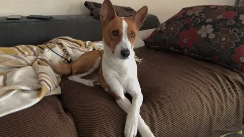 Cat-dog Basenji having rest on a human sofa 스톡 동영상 148313789