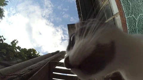 Cat &amp; dog 스톡 동영상 94827300