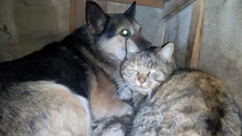 Cat Dog Foto stock