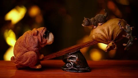 Cat dog swing studio hd footage Stock Footage 95955071