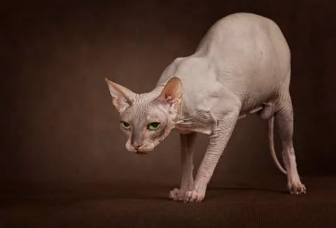 The cat of Don Sphinx breed Фото