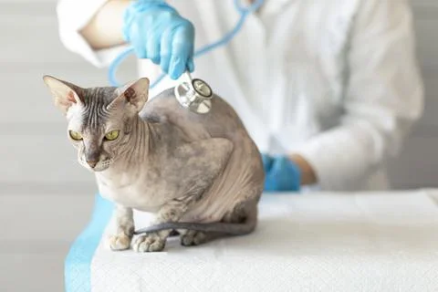 Cat of the Don Sphinx breed at the reception at the veterinarian Stock Photos