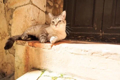 Cat At The Door Stock-Fotos