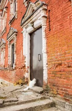 Cat at the door. Stock Photos