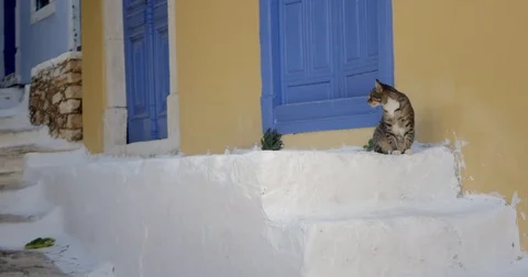 Cat on the Doorsteps Stock Footage 83467708