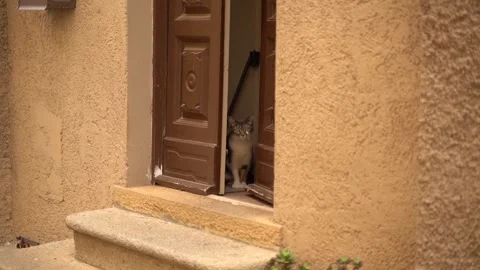 Cat in a doorway Vídeo Stock 197631533