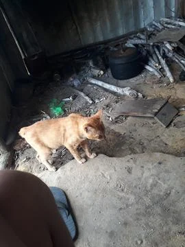 Cat down 库存照片