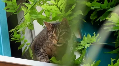 Cat down the stairs from the window into the garden Stock Footage 67186523