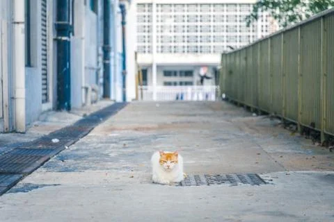 Cat in downtown Stock Photos
