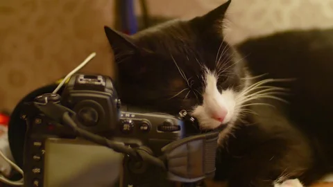 The cat is dozing on the camera. The camera is on the table and the cat is on it Stock Footage 76587954