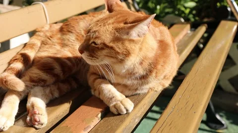 Cat dozing off on a park bench, close up Stock Footage 228777385