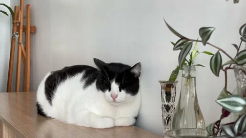 Cat Dozing Off To Sleep - Black White Cat Taking Nap Stock Footage 202311905