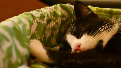 Cat is dozing in the sunbed. The concept of love hosts with pets and protect Stock Footage 76508882