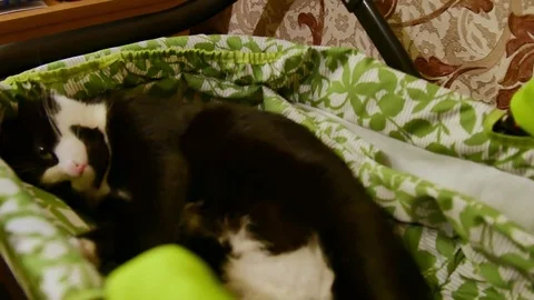 Cat is dozing in the sunbed. The concept of love hosts with pets and protect Stock Footage 76560089