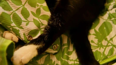 Cat is dozing in the sunbed. The concept of love hosts with pets and protect Stock Footage 76561748