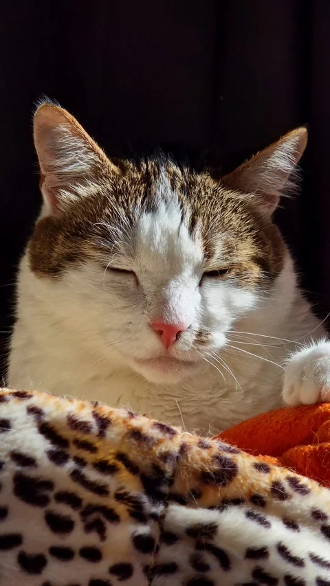 Cat dozing in the warm rays of sunlight, home comfort Vídeo Stock 344859179