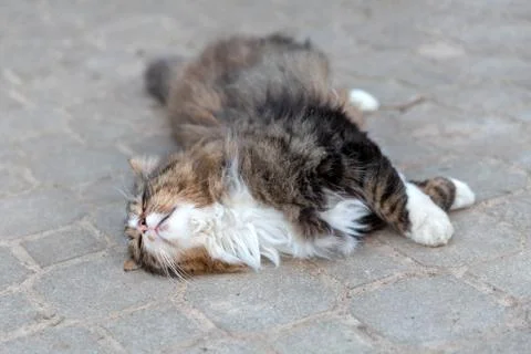 Cat dragging out on the ground Stock Photos