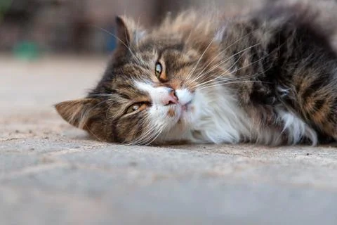 Cat dragging out on the ground Stock Photos