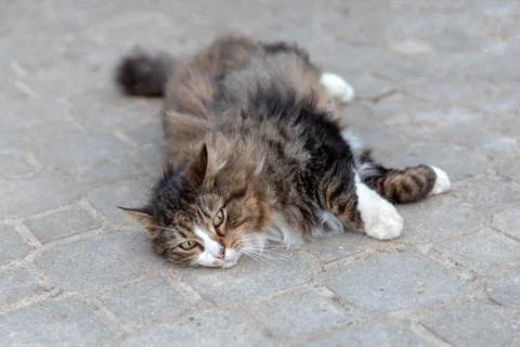 Cat dragging out on the ground Stock Photos