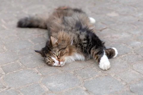 Cat dragging out Stock Photos