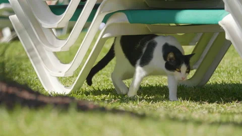 Cat dragging out under sunbed and yawning in 4k slow motion 60fps Stock Footage 93172552