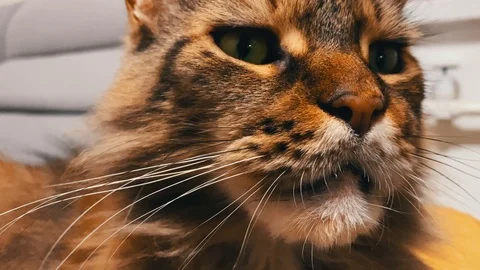 Cat is dramatically looking at something in the distance. Close-up view of Stock Footage 122311537