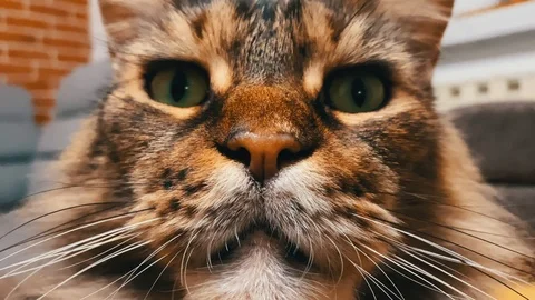 Cat is dramatically looking at something in the distance. Close-up shot of Stock Footage 122311547