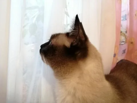 Cat dreamer Stock Photos