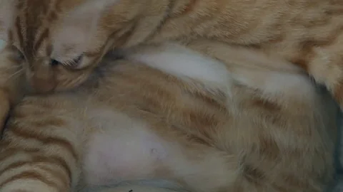 Cat dressed up Stock Footage 81330098