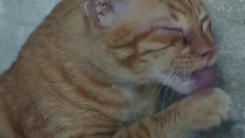 Cat dressed up Stock Footage 81330805