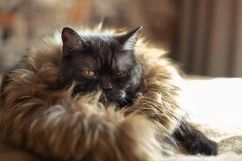 Cat dressed up like a lion Stock Photos